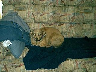 A black dog; Actual size=240 pixels wide